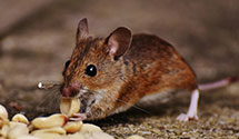24 Hour & Emergency Exterminators in Whelen Springs, AR